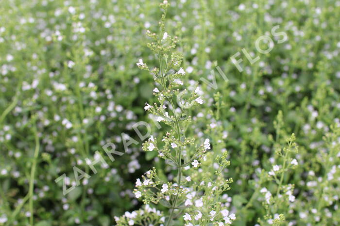 Marulka lékařská 'Triumphator' - Calamintha nepeta 'Triumphator'