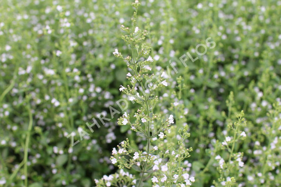 Marulka lékařská 'Triumphator' - Calamintha nepeta 'Triumphator'