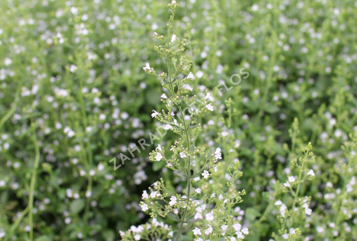 Marulka lékařská 'Triumphator' - Calamintha nepeta 'Triumphator'