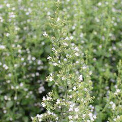 Marulka lékařská 'Triumphator' - Calamintha nepeta 'Triumphator'