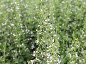 Marulka lékařská 'Triumphator' - Calamintha nepeta 'Triumphator'