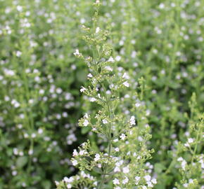 Marulka lékařská 'Triumphator' - Calamintha nepeta 'Triumphator'