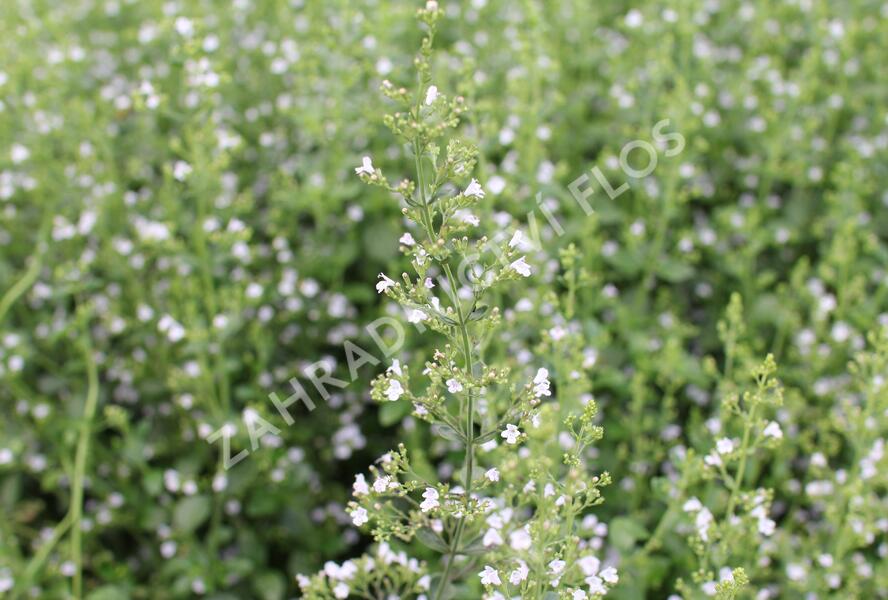 Marulka lékařská 'Triumphator' - Calamintha nepeta 'Triumphator'