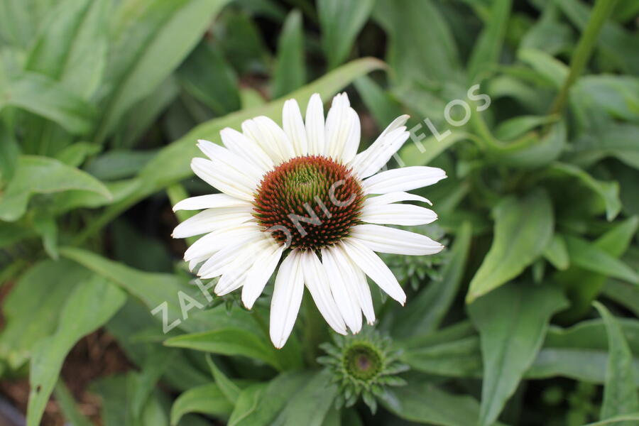 Třapatkovka nachová 'Unica Cherry on Ice' - Echinacea purpurea 'Unica Cherry on Ice'