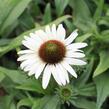 Třapatkovka nachová 'Unica Cherry on Ice' - Echinacea purpurea 'Unica Cherry on Ice'