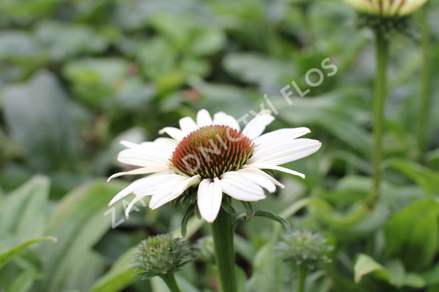 Třapatkovka nachová 'Unica Cherry on Ice' - Echinacea purpurea 'Unica Cherry on Ice'