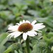 Třapatkovka nachová 'Unica Cherry on Ice' - Echinacea purpurea 'Unica Cherry on Ice'