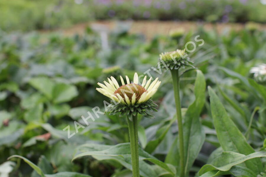 Třapatkovka nachová 'Unica Cherry on Ice' - Echinacea purpurea 'Unica Cherry on Ice'
