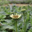 Třapatkovka nachová 'Unica Cherry on Ice' - Echinacea purpurea 'Unica Cherry on Ice'
