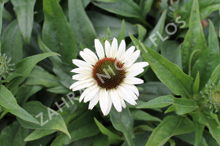 Třapatkovka nachová 'Unica Cherry on Ice' - Echinacea purpurea 'Unica Cherry on Ice'