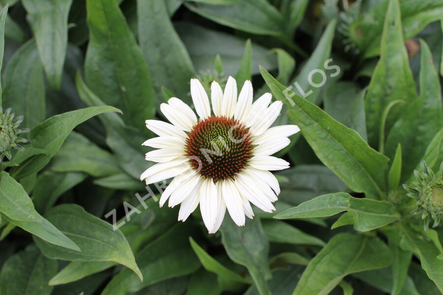 Třapatkovka nachová 'Unica Cherry on Ice' - Echinacea purpurea 'Unica Cherry on Ice'