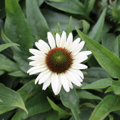 Třapatkovka nachová 'Unica Cherry on Ice' - Echinacea purpurea 'Unica Cherry on Ice'