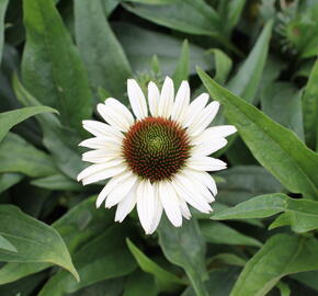 Třapatkovka nachová 'Unica Cherry on Ice' - Echinacea purpurea 'Unica Cherry on Ice'