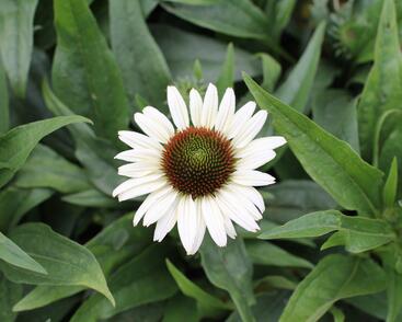Třapatkovka nachová 'Unica Cherry on Ice'