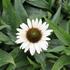 Echinacea purpurea 'Unica Cherry on Ice'.JPG