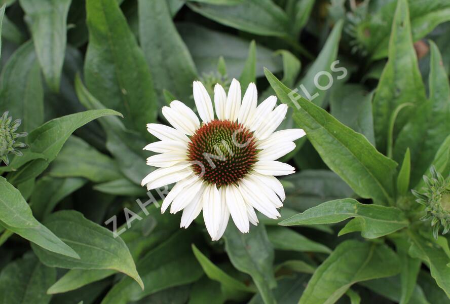 Třapatkovka nachová 'Unica Cherry on Ice' - Echinacea purpurea 'Unica Cherry on Ice'