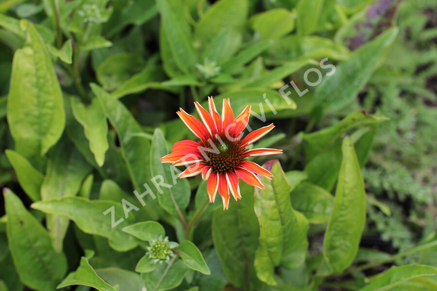 Třapatkovka nachová 'Prairie Blaze Orange Sunset' - Echinacea purpurea 'Prairie Blaze Orange Sunset'