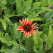 Třapatkovka nachová 'Prairie Blaze Orange Sunset' - Echinacea purpurea 'Prairie Blaze Orange Sunset'