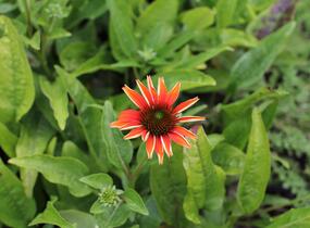 Třapatkovka nachová 'Prairie Blaze Orange Sunset' - Echinacea purpurea 'Prairie Blaze Orange Sunset'