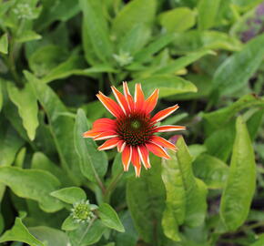 Třapatkovka nachová 'Prairie Blaze Orange Sunset' - Echinacea purpurea 'Prairie Blaze Orange Sunset'