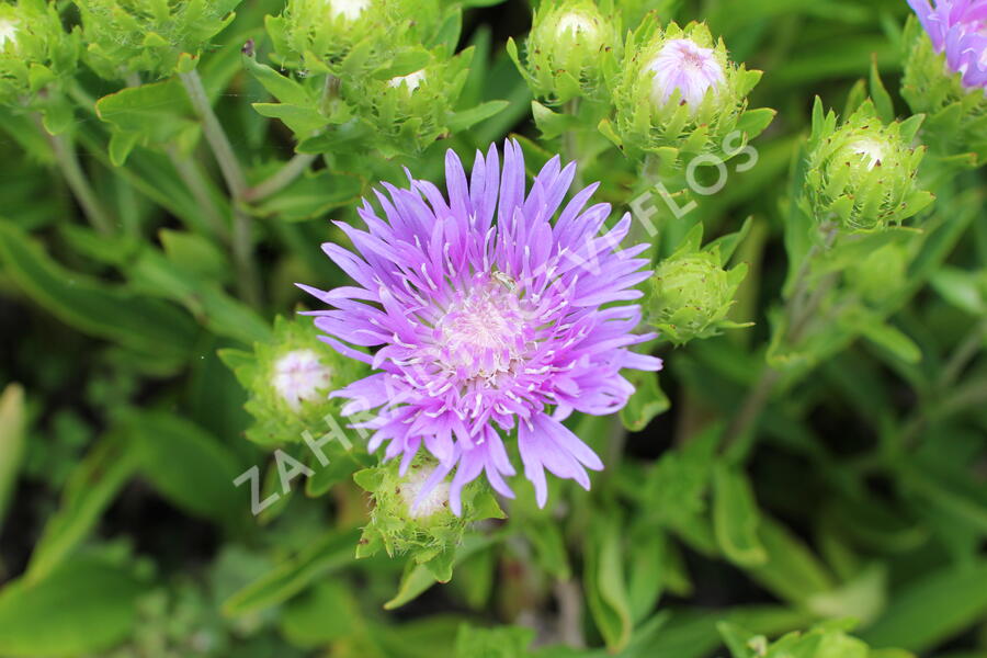 Stokésie 'Mels Blue' - Stokesia laevis 'Mels Blue'
