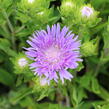 Stokésie 'Mels Blue' - Stokesia laevis 'Mels Blue'