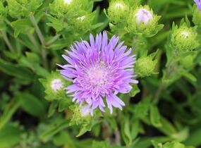 Stokésie 'Mels Blue' - Stokesia laevis 'Mels Blue'