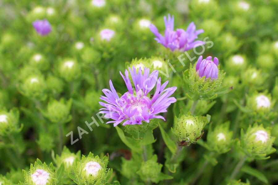 Stokésie 'Mels Blue' - Stokesia laevis 'Mels Blue'
