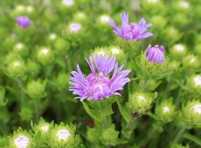 Stokésie 'Mels Blue' - Stokesia laevis 'Mels Blue'