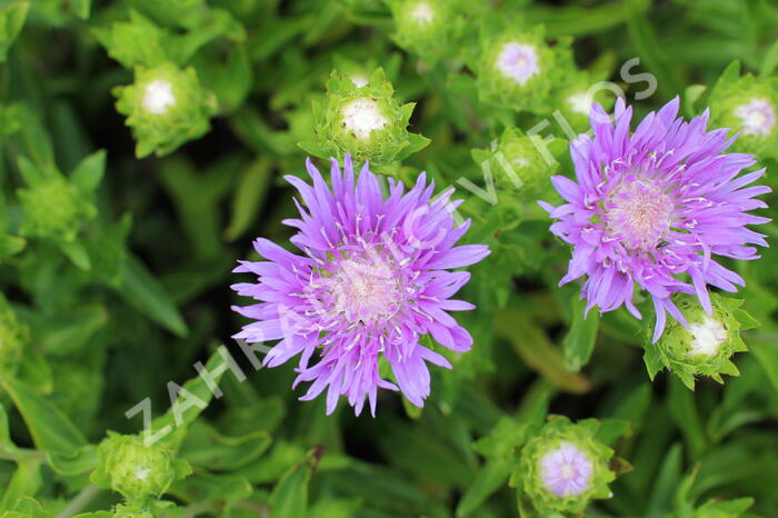 Stokésie 'Mels Blue' - Stokesia laevis 'Mels Blue'