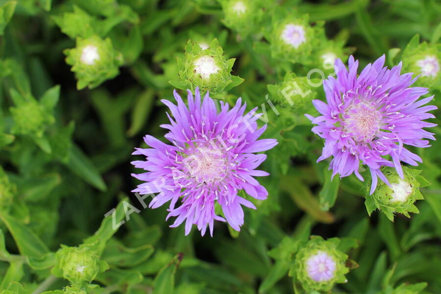 Stokésie 'Mels Blue' - Stokesia laevis 'Mels Blue'