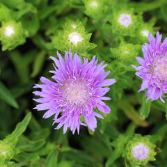 Stokésie 'Mels Blue' - Stokesia laevis 'Mels Blue'