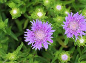 Stokésie 'Mels Blue' - Stokesia laevis 'Mels Blue'