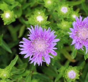 Stokésie 'Mels Blue' - Stokesia laevis 'Mels Blue'