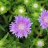 Stokesia laevis 'Mels Blue'.JPG