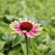 Třapatkovka nachová 'Prairie Blaze Vintage Lime' - Echinacea purpurea 'Prairie Blaze Vintage Lime'