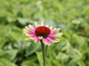 Třapatkovka nachová 'Prairie Blaze Vintage Lime' - Echinacea purpurea 'Prairie Blaze Vintage Lime'