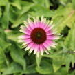 Třapatkovka nachová 'Prairie Blaze Vintage Lime' - Echinacea purpurea 'Prairie Blaze Vintage Lime'