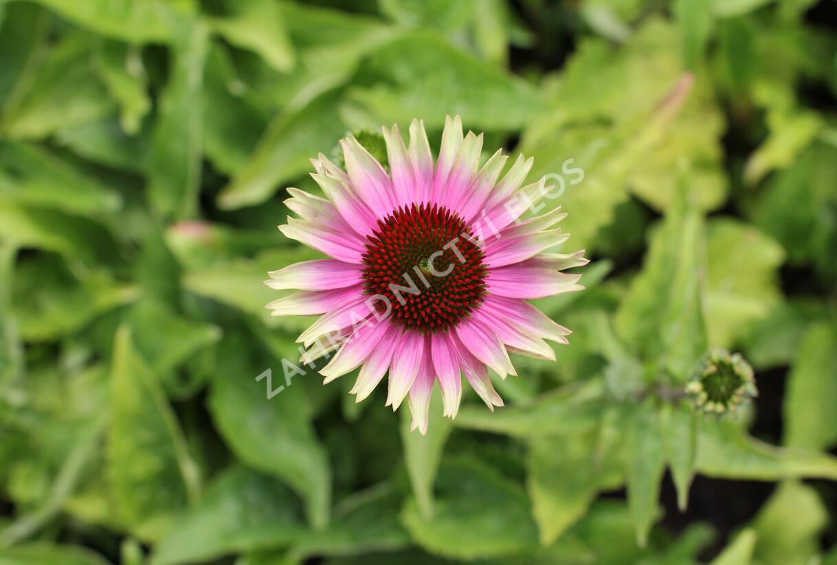 Třapatkovka nachová 'Prairie Blaze Vintage Lime' - Echinacea purpurea 'Prairie Blaze Vintage Lime'