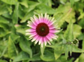 Třapatkovka nachová 'Prairie Blaze Vintage Lime' - Echinacea purpurea 'Prairie Blaze Vintage Lime'