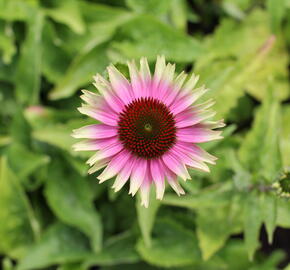 Třapatkovka nachová 'Prairie Blaze Vintage Lime' - Echinacea purpurea 'Prairie Blaze Vintage Lime'