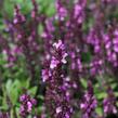Šalvěj nádherná 'Merleau Rose Compact' - Salvia superba 'Merleau Rose Compact'