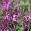 Šalvěj nádherná 'Merleau Rose Compact' - Salvia superba 'Merleau Rose Compact'