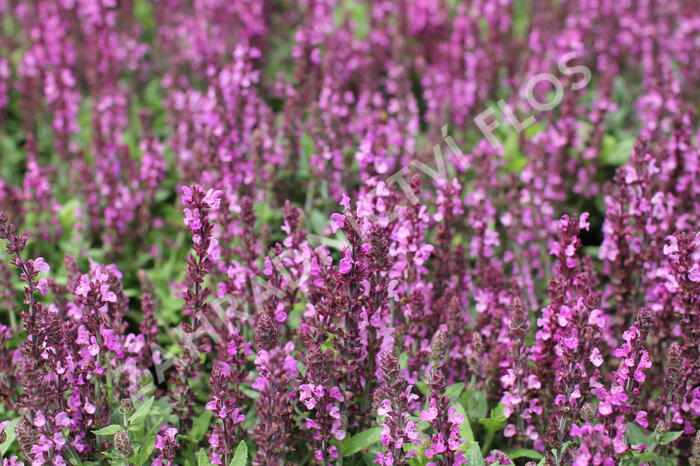 Šalvěj nádherná 'Merleau Rose Compact' - Salvia superba 'Merleau Rose Compact'