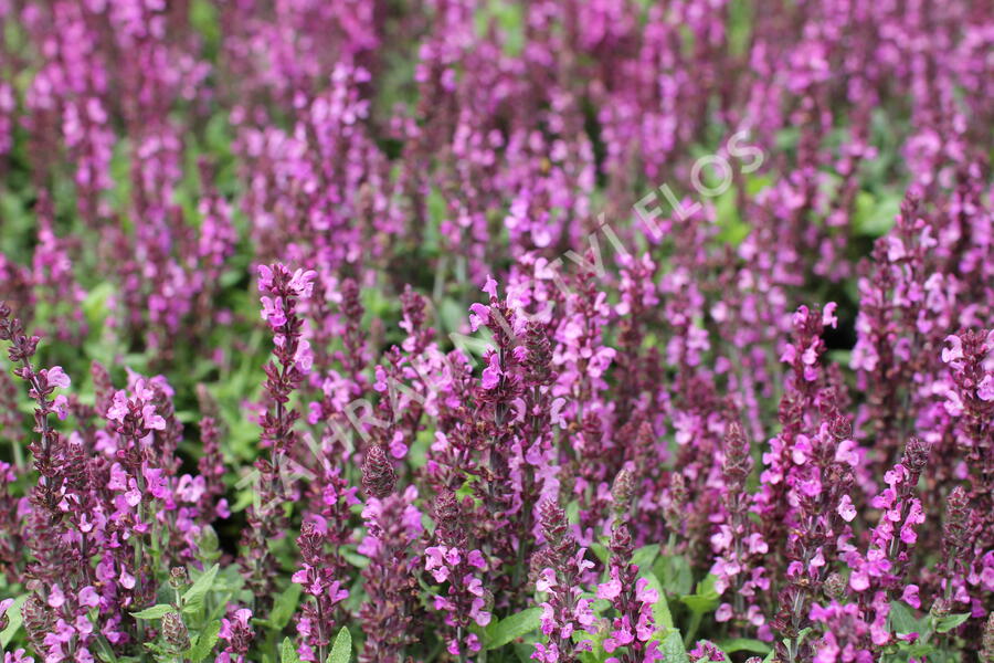 Šalvěj nádherná 'Merleau Rose Compact' - Salvia superba 'Merleau Rose Compact'