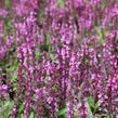 Šalvěj nádherná 'Merleau Rose Compact' - Salvia superba 'Merleau Rose Compact'