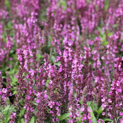 Šalvěj nádherná 'Merleau Rose Compact' - Salvia superba 'Merleau Rose Compact'