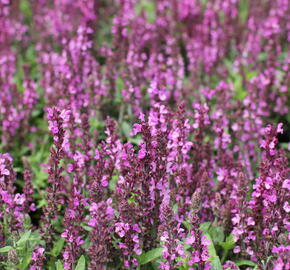 Šalvěj nádherná 'Merleau Rose Compact' - Salvia superba 'Merleau Rose Compact'
