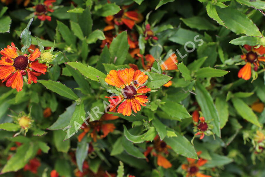 Záplevák podzimní 'HayDay Orange' - Helenium autumnale 'HayDay Orange'
