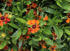 Záplevák podzimní 'HayDay Orange' - Helenium autumnale 'HayDay Orange'
